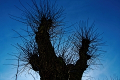 Ein Baum (c) Peter Taubert