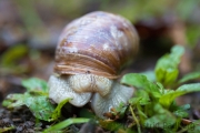 Porträt einer Weinbergschnecke