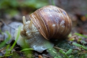 Porträt einer Weinbergschnecke