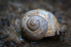 Porträt einer Weinbergschnecke bei Starkregen