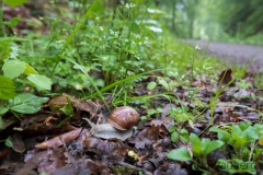 Porträt einer Weinbergschnecke, Fluchtversuch