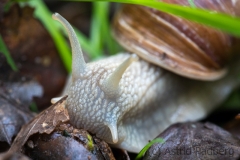 Porträt einer Weinbergschnecke