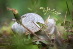 Porträt einer Weinbergschnecke; die Peilung steht