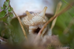 Porträt einer Weinbergschnecke