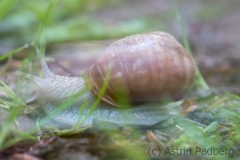 Porträt einer Weinbergschnecke