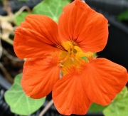 orange (c) Renate Romanus