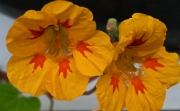 orange (c) Renate Romanus