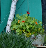 orange (c) Renate Romanus