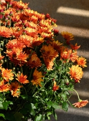 orange (c) Renate Romanus