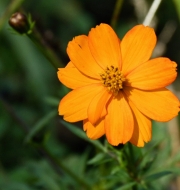 orange (c) Renate Romanus