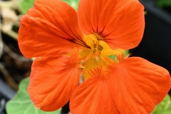 orange (c) Renate Romanus