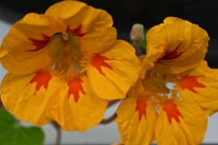 orange (c) Renate Romanus