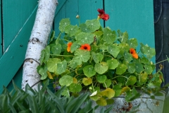 orange (c) Renate Romanus