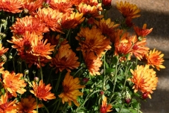 orange (c) Renate Romanus