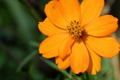 orange (c) Renate Romanus