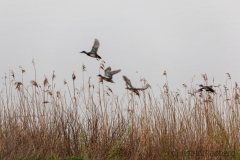 Schnatterenten (c) Astrid Padberg