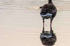 Graugans (c) Astrid Padberg