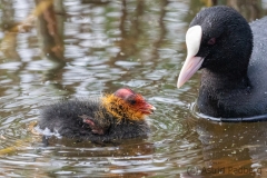 Blässhuhn (c) Astrid Padberg