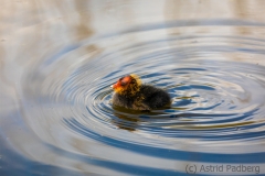 Blässhuhn (c) Astrid Padberg