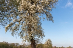 Rieselfelder (c) Astrid Padberg