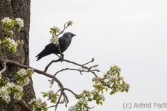 Dohle (c) Astrid Padberg