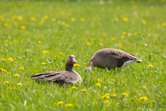 Graugänse (c) Astrid Padberg