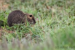 Nutria (c) Astrid Padberg