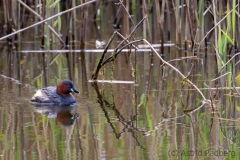 Zwergtaucher (c) Astrid Padberg