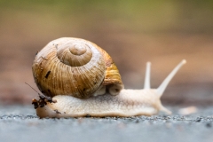 Rieselfelder (c) Detlef Buxmann