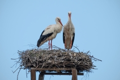 Weißstorch (c) Detlef Buxmann