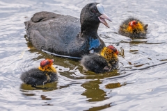 Blässhuhn (c) Detlef Buxmann