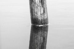 Rieselfelder (c) Detlef Buxmann