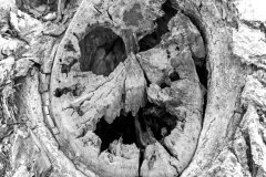 Rieselfelder (c) Detlef Buxmann