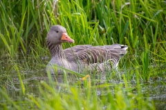 Graugans (c) Detlef Buxmann