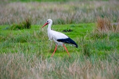 Weißstorch (c) Detlef Buxmann