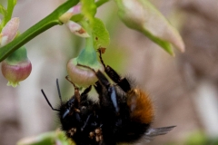 Wiesenhummel (c) Hans Peter Eckstein