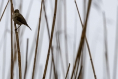 Zilpzalp (c) Hans Peter Eckstein