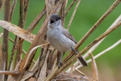 Mönchsgrasmücke (c) Hans Peter Eckstein
