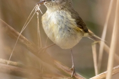 Zilpzalp (c) Hans Peter Eckstein