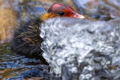 Blässralle (c) Hans Peter Eckstein