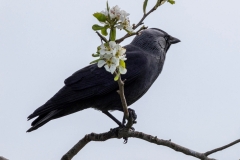 Dohle  (c) Hans Peter Eckstein