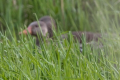 Graugänse (c) Hans Peter Eckstein