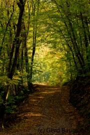 Am Waldrand, Elzbach