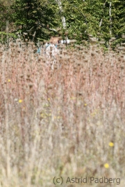 Am Waldrand, Elzbach