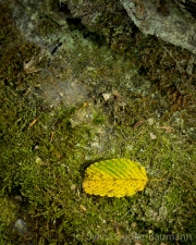 Am Waldrand, Elzbach