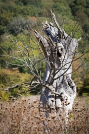 Am Waldrand, Elzbach