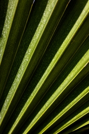 Schattenspiel (c) Astrid Padberg