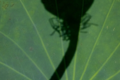 Schattenspiel (c) Astrid Padberg