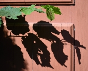 Schattenspiel (c) Renate Romanus