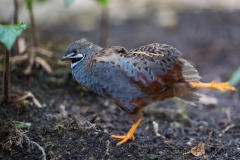 Maximilianpark, Hamm